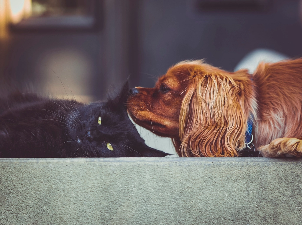 La (nuova) tutela penale degli animali: da “oggetti” dell’uomo, a destinatari di una, ancora insufficiente, protezione diretta